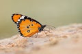 African monarch butterfly sitting on sand