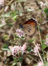 African monarch on a Cynanchum acutum