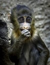 Mandrill baby