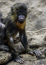 Mandrill baby