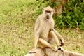 Monkey in Mikumi National Park in Tanzania