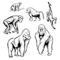 African monkeys. Vector sketch illustration