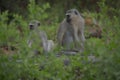 African Monkeys sitting behind some bunks.