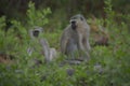 African Monkeys sitting behind some bunks.