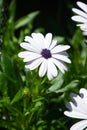 African moon flowering plant or common name blue-eyed daisy in early july month in germany Royalty Free Stock Photo