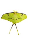 African moon moth isolated on white background Royalty Free Stock Photo