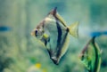 African moony Monodactylus sebae swimming in glass fish tank with green weed blurred background