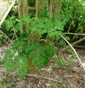 African Moringa Tree aka Mother`s Helper