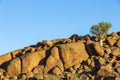 African Moringa tree between the rocks