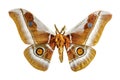 African moth on white