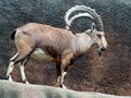 African Mountain Goat Royalty Free Stock Photo