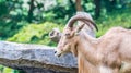 African mountain goat in a wildlife park Royalty Free Stock Photo