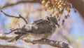 African Mourning Dove on Branch Royalty Free Stock Photo