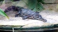 African narrow-necked crocodile