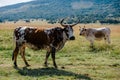 African Nguni cow ranch South Africa Royalty Free Stock Photo