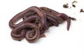 African Night Crawler, earthworms on white background