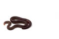 African Night Crawler, earthworms isolated on white background