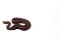 African Night Crawler, earthworms isolated on white background