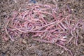 African Night Crawler Erthworms in maure