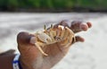 African ocean crab