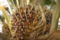 African Oil Palm Elaeis guineensis.