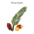 African oil palm Elaeis guineensis , or macaw-fat