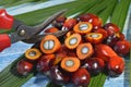 African Oil Palm Elaeis guineensis.