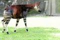 African Okapi walking Royalty Free Stock Photo