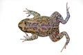 African olive toad on white Royalty Free Stock Photo