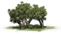 African Olive trees on green area on white background Royalty Free Stock Photo