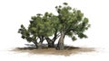 African Olive trees on sand area on white background