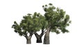 African Olive trees on white background Royalty Free Stock Photo