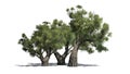 African Olive trees on white background Royalty Free Stock Photo
