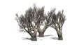 African Olive trees in the winter on white background Royalty Free Stock Photo