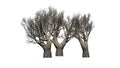 African Olive trees in the winter on white background Royalty Free Stock Photo