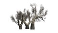 African Olive trees in the winter on white background Royalty Free Stock Photo