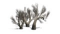 African Olive trees in the winter on white background Royalty Free Stock Photo