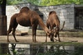 African one-humped camels dromadery at the zoo next to the watering hole they will drink