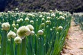 African Onion Farm