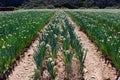 African Onion Farm