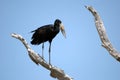 African open-billed stork, Selous N. P., Tanzania