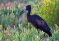 African Openbill Royalty Free Stock Photo