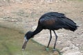 African Openbill Royalty Free Stock Photo
