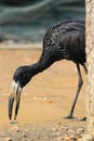 African openbill