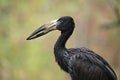 African openbill