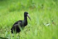 African openbill