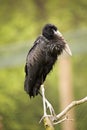 African openbill, Anastomus lamelligerus, have a typical beak Royalty Free Stock Photo