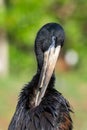 The African openbill Anastomus lamelligerus head close up, is a species of stork in the family Ciconiidae standing in the grass Royalty Free Stock Photo