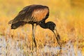 African openbill, Anastomus lamelligerus, portrait of stork from Botswana, Africa. Head with nice bill. Black bird with open. Wild