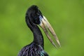 African openbill, Anastomus lamelligerus, portrait of stork from Uganda, Africa. Head with nice bill. Black bird with open.